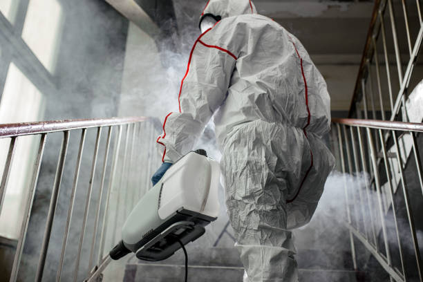 Mold Removal